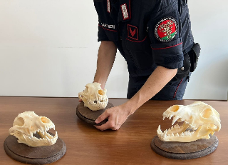 Dai crani di lupo ai sequestri di armi nei servizi antibracconaggio dei Forestali